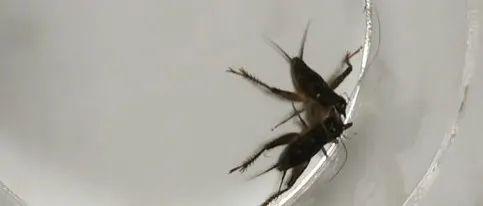 蟋蟀斗视频,一场惊心动魄的昆虫较量