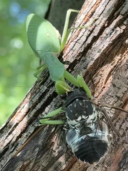 螳螂捕蝉视频,自然界中的生存智慧瞬间