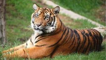 杭州老虎伤人完整视频,杭州老虎伤人事件全程视频回顾