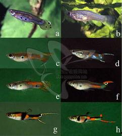 鱼视频解说,揭秘热门话题背后的故事与真相