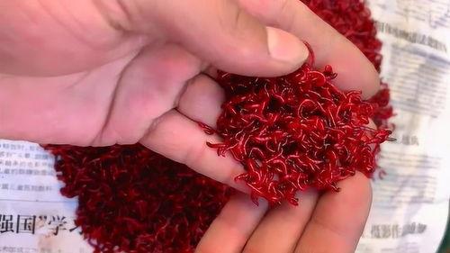 红虫挂钩视频,视频教学带你轻松掌握钓鱼新技能