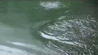 盘钓视频,跟随视频学钓鱼新境界