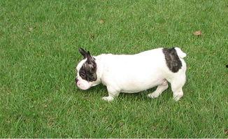 牛牛碰分娄视频